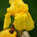 Jardin des plantes Rouen - Iris jaune 1