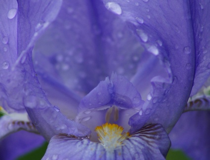 Jardin des plantes Rouen - Iris bleu