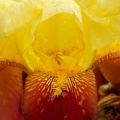 Jardin des plantes Rouen - Iris rouge et jaune