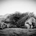 Lions_1464
