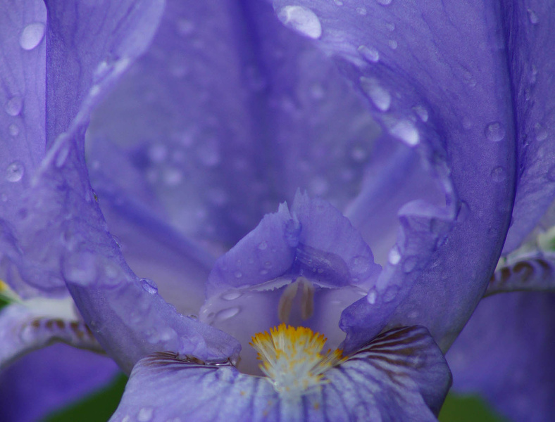 Jardin des plantes Rouen - Iris bleu